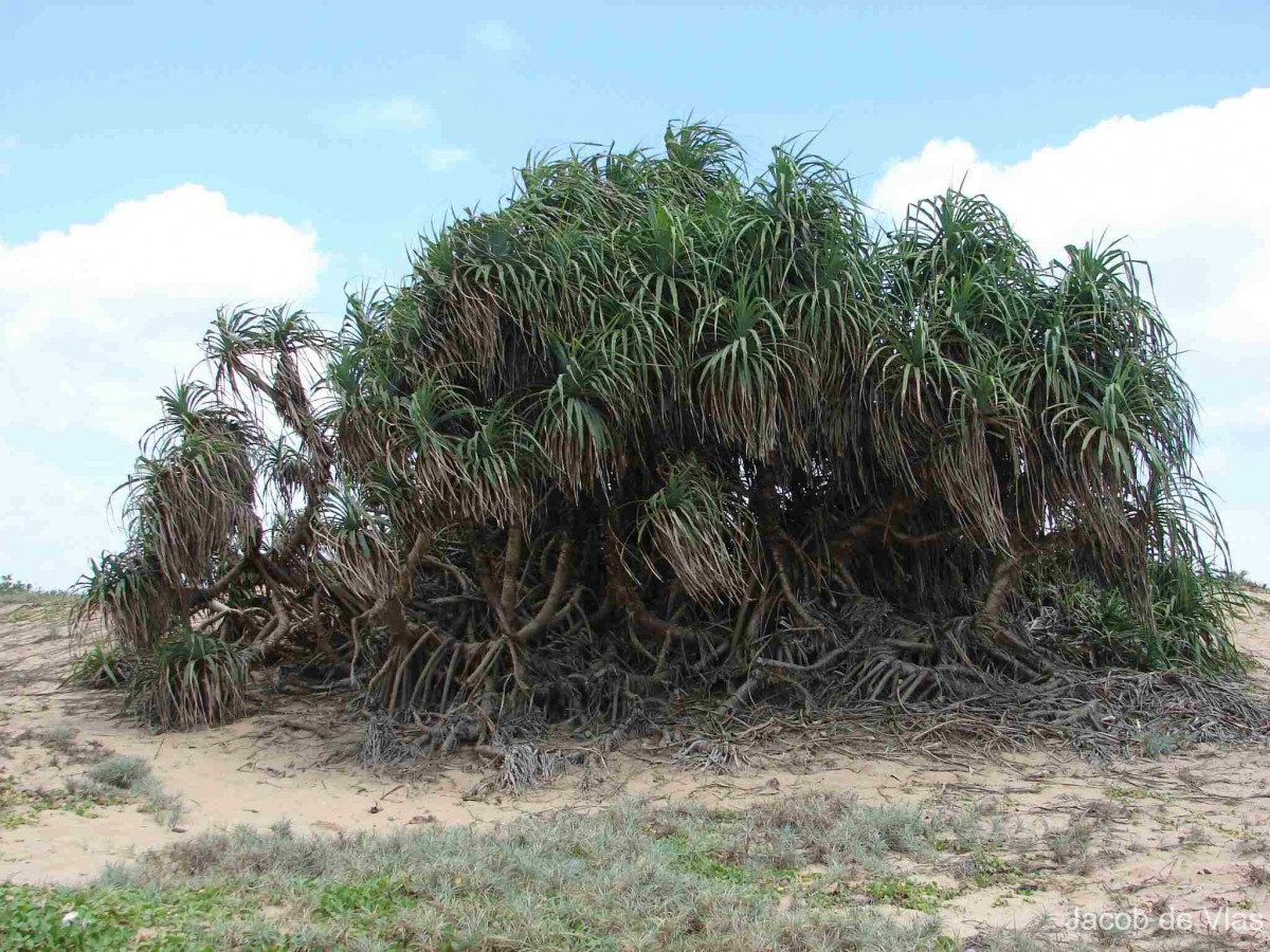 Pandanus odorifer (Forssk.) Kuntze